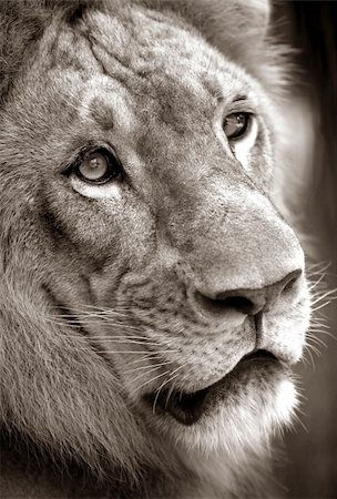 simsearch:400-08977855,k - Portrait of a lion close-up. Bali a zoo Photographie de stock - Aubaine LD & Abonnement, Code: 400-05017037