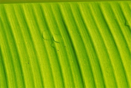 palos verdes - green banana leaf in the gardens Foto de stock - Super Valor sin royalties y Suscripción, Código: 400-05017128