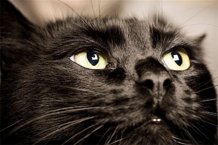 domestic animals: close-up of cat eyes Stock Photo - Budget Royalty-Free & Subscription, Code: 400-05017188