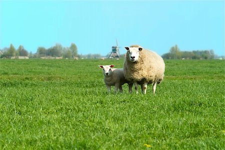 simsearch:400-04863108,k - a mother sheep with child on the willow in Holland Foto de stock - Royalty-Free Super Valor e Assinatura, Número: 400-05017271