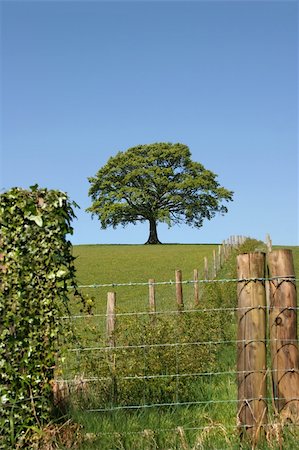 segregation - Wood and wire fencing with an oak tree in summer in full leaf on the far horizon against a blue sky. Stock Photo - Budget Royalty-Free & Subscription, Code: 400-05017425