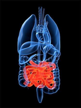 simsearch:400-04053400,k - 3d rendered anatomy illustration of human organs with intestines Foto de stock - Super Valor sin royalties y Suscripción, Código: 400-05017691