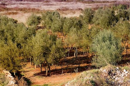 simsearch:400-06384379,k - Agricultural field on a small hill with many olive trees Stock Photo - Budget Royalty-Free & Subscription, Code: 400-05017716