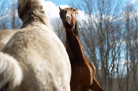 simsearch:400-05216685,k - Two wild horses in a spring wood Stock Photo - Budget Royalty-Free & Subscription, Code: 400-05017746