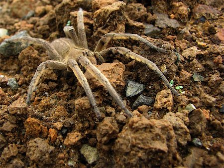 It's brown spider in the ground Stock Photo - Budget Royalty-Free & Subscription, Code: 400-05017948