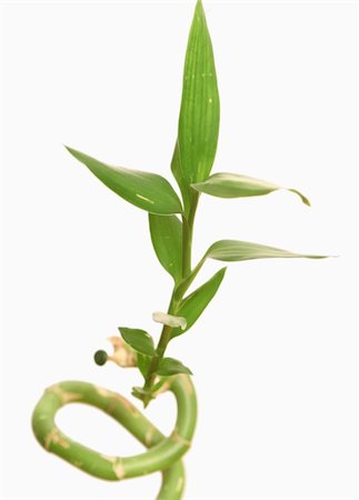 Green leaves of a bamboo on a white background Photographie de stock - Aubaine LD & Abonnement, Code: 400-05018097