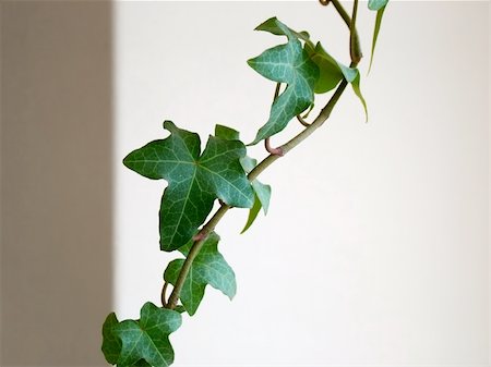 Hedera Helix leaves Stock Photo - Budget Royalty-Free & Subscription, Code: 400-05018408