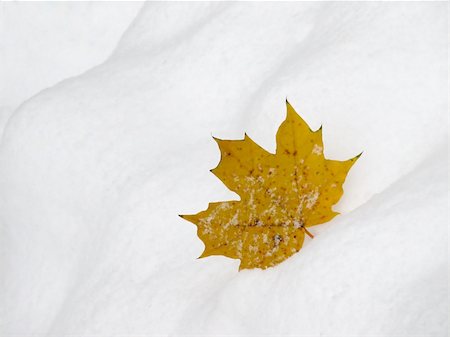 simsearch:6102-03905887,k - The yellow maple leaf on the snow background Photographie de stock - Aubaine LD & Abonnement, Code: 400-05018597