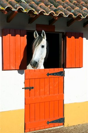 stable door - Horse in stable with colourful door. Stock Photo - Budget Royalty-Free & Subscription, Code: 400-05018850