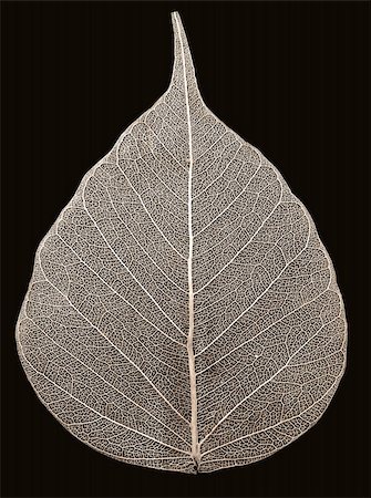fall aspen leaves - aspen leaf on black ( toned monochrome) Stock Photo - Budget Royalty-Free & Subscription, Code: 400-05018890