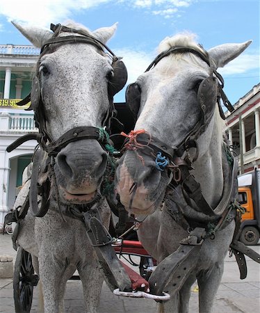two cart horses in granada nicaragua Stock Photo - Budget Royalty-Free & Subscription, Code: 400-05018891