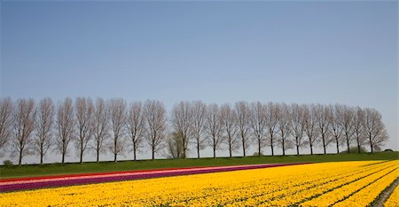 simsearch:400-04428905,k - Tulip field in Dutch landscape Stock Photo - Budget Royalty-Free & Subscription, Code: 400-05018951