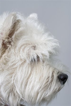 simsearch:400-03931819,k - Puppy terrier white facing the camera Fotografie stock - Microstock e Abbonamento, Codice: 400-05019317