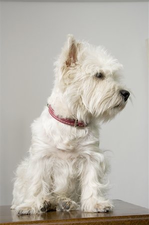 simsearch:400-03931819,k - Puppy terrier white facing the camera Fotografie stock - Microstock e Abbonamento, Codice: 400-05019319