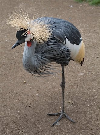 simsearch:400-04563378,k - Crowned Crane Standing on One Leg Stockbilder - Microstock & Abonnement, Bildnummer: 400-05019498