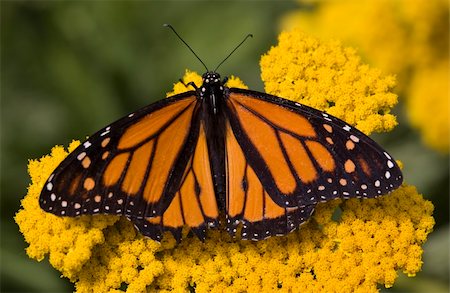 simsearch:700-06471346,k - Monarch Butterfly on Yellow Flower Close Up Macro Stock Photo - Budget Royalty-Free & Subscription, Code: 400-05019507