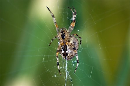 simsearch:400-04645267,k - Garden Spider waiting in her web Stock Photo - Budget Royalty-Free & Subscription, Code: 400-05019650