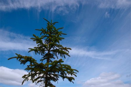 simsearch:400-06741971,k - a lone conifer tree against a cloudy background Foto de stock - Super Valor sin royalties y Suscripción, Código: 400-05019777