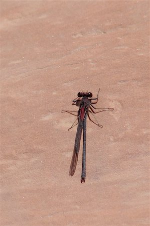 echoforsberg (artist) - A dragonfly caught while pausing on a Sedona rock in Oak Creek Park, Sedona Arizona. Stockbilder - Microstock & Abonnement, Bildnummer: 400-05019814