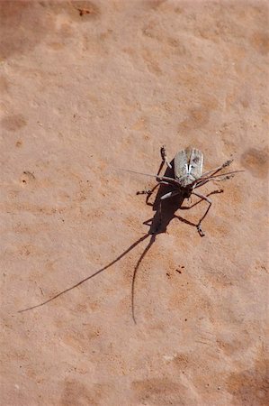 echoforsberg (artist) - Some type of beetle with long "horns". Found in Oak Creek Park, Sedona, Arizona. Stockbilder - Microstock & Abonnement, Bildnummer: 400-05019815