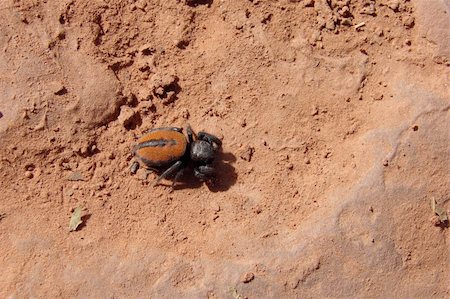 echoforsberg (artist) - Some type of spider with red coloring seen on the rock bed.  Found in Oak Creek Park, Sedona, Arizona. Stockbilder - Microstock & Abonnement, Bildnummer: 400-05019817