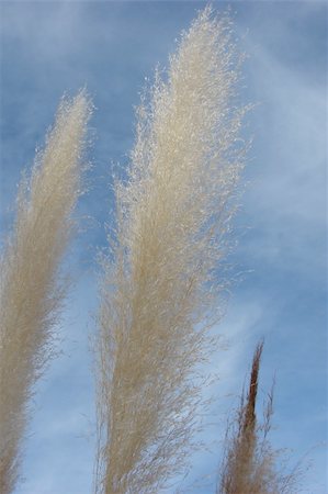 echoforsberg (artist) - White ornamental grass type plant growing in Sedona, Arizona. Stockbilder - Microstock & Abonnement, Bildnummer: 400-05019834