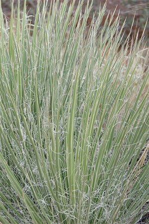 echoforsberg (artist) - Cactus grass type plant growing in Sedona, Arizona. Stockbilder - Microstock & Abonnement, Bildnummer: 400-05019835