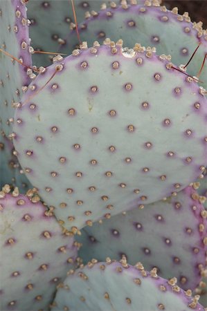 echoforsberg (artist) - Cactus plant growing in Sedona, Arizona. Stockbilder - Microstock & Abonnement, Bildnummer: 400-05019836