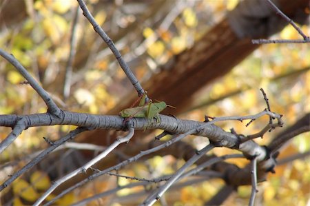 echoforsberg (artist) - A grasshopper climbing a tree in Oak Creek Park, Sedona, Arizona. Fotografie stock - Microstock e Abbonamento, Codice: 400-05019833