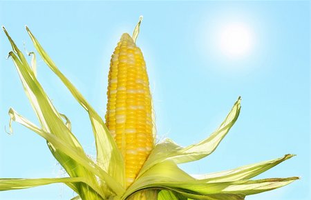 Corn in the sun against a blue sky Stock Photo - Budget Royalty-Free & Subscription, Code: 400-05019977