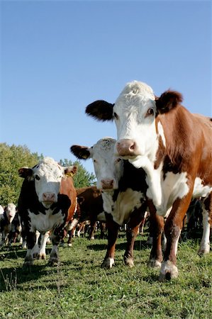 cows Foto de stock - Super Valor sin royalties y Suscripción, Código: 400-05010191