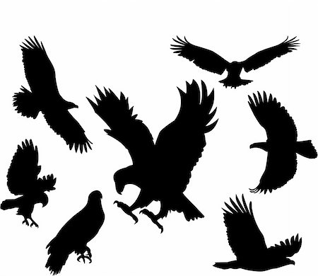 plumage vector - The silhouettes are all on separate layers so they can easily be moved or edited individually.The document can be scaled to any size without loss of quality. Stock Photo - Budget Royalty-Free & Subscription, Code: 400-05010282