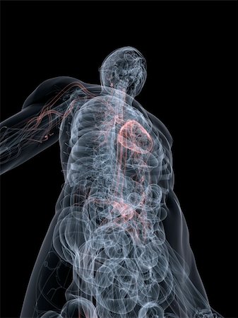 simsearch:400-07116715,k - 3d rendered anatomy illustration of a transparent body with highlighted vascular system Stock Photo - Budget Royalty-Free & Subscription, Code: 400-05010439