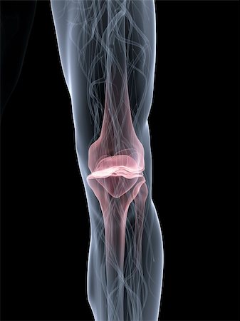 3d rendered anatomy illustration of a human skeletal knee with pain Foto de stock - Super Valor sin royalties y Suscripción, Código: 400-05010442