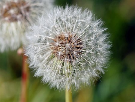 Extreme close-up of a dandelion in full bloom Stock Photo - Budget Royalty-Free & Subscription, Code: 400-05010924