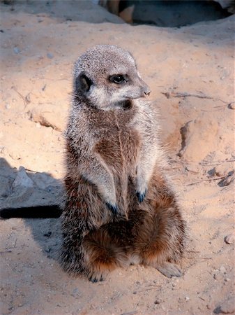 simsearch:400-04375895,k - a suricate watching around Stock Photo - Budget Royalty-Free & Subscription, Code: 400-05011118