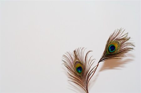 a peacock feather in a white background Stock Photo - Budget Royalty-Free & Subscription, Code: 400-05011283
