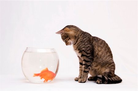 Home cat and a gold fish. Stock Photo - Budget Royalty-Free & Subscription, Code: 400-05011405