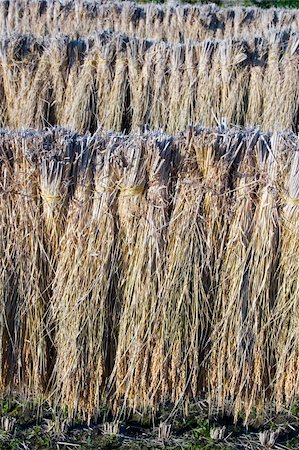 rice harvesting in japan - Bundles of rice hung out to dry in Japan Stock Photo - Budget Royalty-Free & Subscription, Code: 400-05011730
