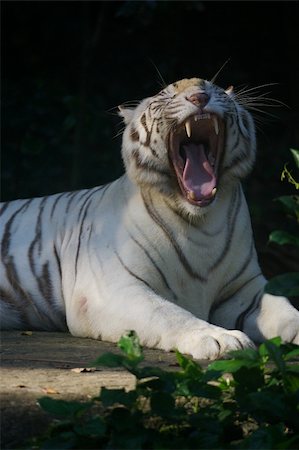 White Tiger Stockbilder - Microstock & Abonnement, Bildnummer: 400-05011881
