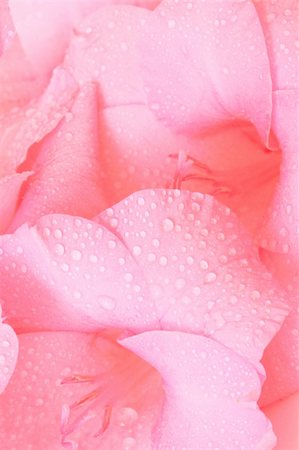 beautiful pink gladiolus Foto de stock - Royalty-Free Super Valor e Assinatura, Número: 400-05011979