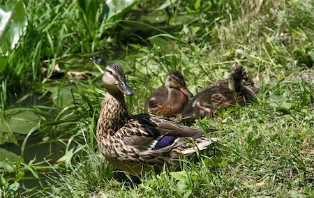 duckling meadow - Mallard duck Anas Platyrhynchos with ducklings near a pond Stock Photo - Budget Royalty-Free & Subscription, Code: 400-05012000