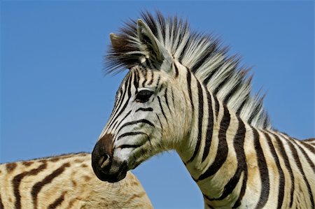 simsearch:400-04348140,k - Portrait of a Plains (Burchells) Zebra (Equus quagga), Mokala National Park, South Africa Foto de stock - Royalty-Free Super Valor e Assinatura, Número: 400-05012055
