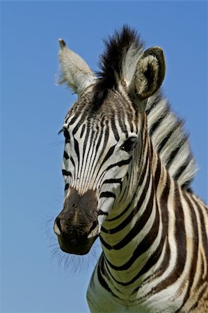 simsearch:400-04939064,k - Portrait of a Plains (Burchells) Zebra (Equus quagga), Mokala National Park, South Africa Foto de stock - Super Valor sin royalties y Suscripción, Código: 400-05012056