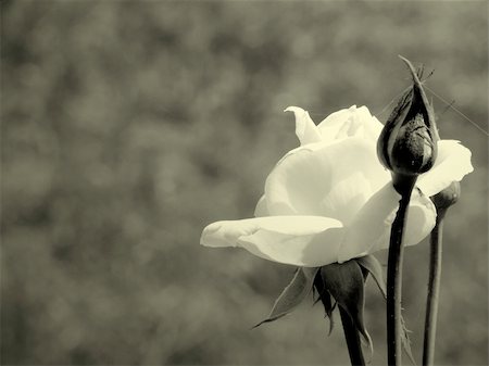 white rouse in my garden Foto de stock - Super Valor sin royalties y Suscripción, Código: 400-05012101