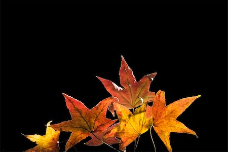 simsearch:400-04276166,k - Group of  Autumn Leafs isolated on black Foto de stock - Royalty-Free Super Valor e Assinatura, Número: 400-05012241