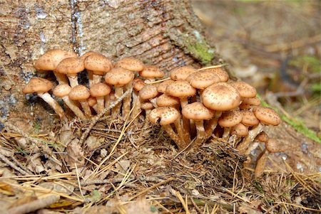 spores macro photography - Some mushroom on the log in forest Stock Photo - Budget Royalty-Free & Subscription, Code: 400-05012320