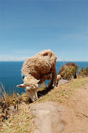 A sheep from Tequile Island on Lake Titicaca, Peru South America Stock Photo - Budget Royalty-Free & Subscription, Code: 400-05012758