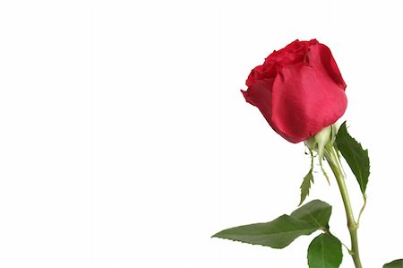 simsearch:400-03941928,k - One red rose on a white background Photographie de stock - Aubaine LD & Abonnement, Code: 400-05012862