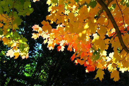 simsearch:400-04436466,k - Glowing colorful maple tree leaves in a fall forest Stock Photo - Budget Royalty-Free & Subscription, Code: 400-05012936